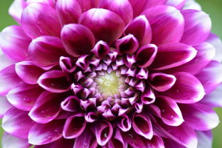 嬌琴紗 花卉機械設(shè)備的復(fù)活節(jié)之白